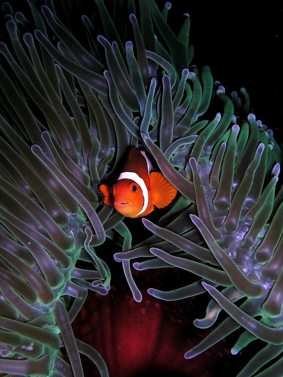 peg image