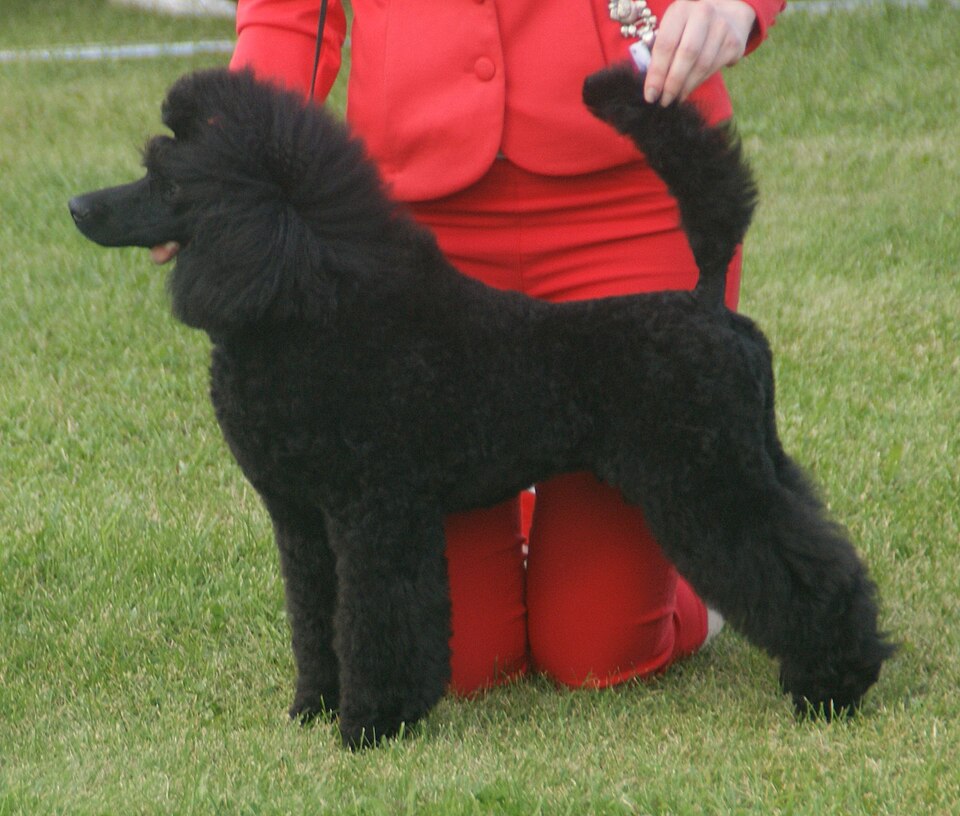 peg image